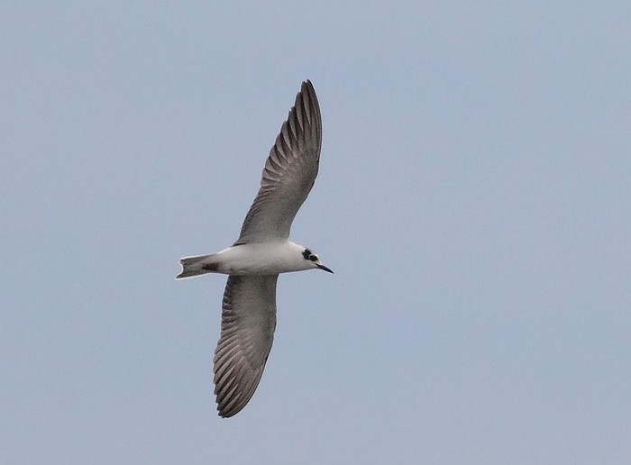White-winged Black Tern