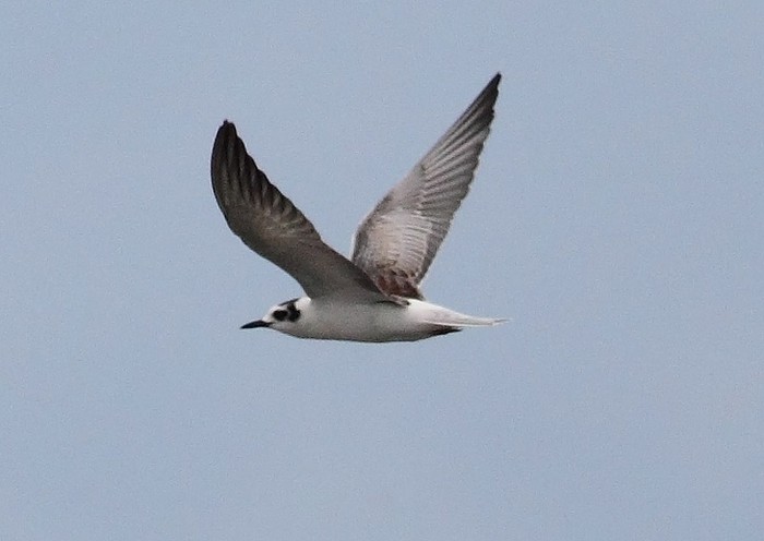 White-winged Black Tern