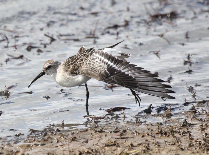 Curlew Sandpiper