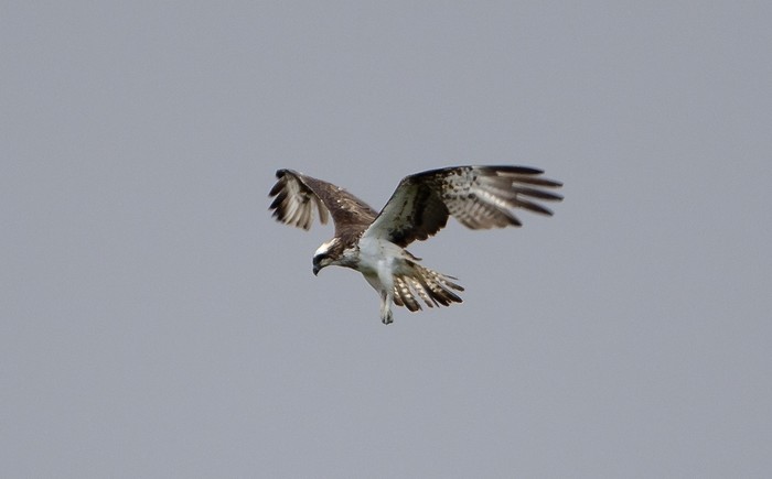 Osprey