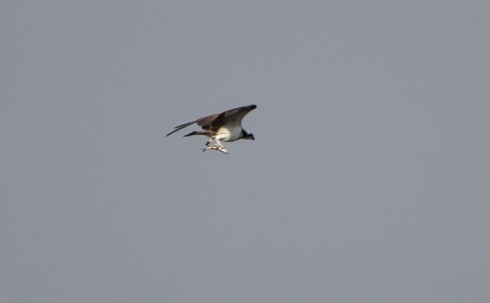 Osprey