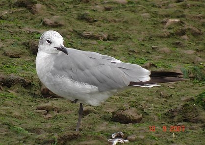 Laughing Gull