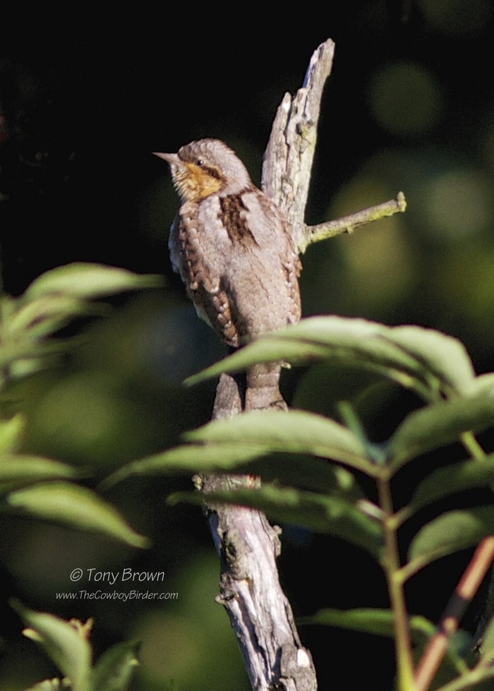 Wryneck