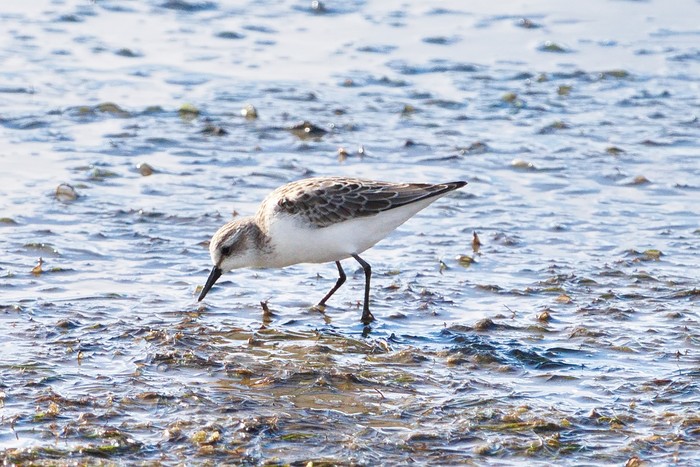 Semipalmated Sandpiper