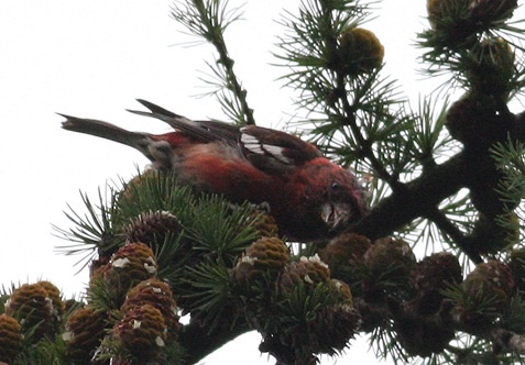Two-barred Crossbill