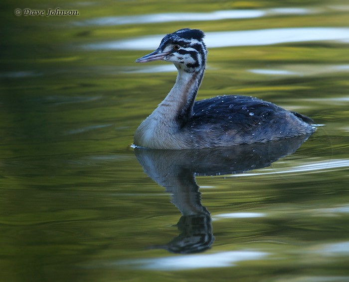 Great Crested Grebe