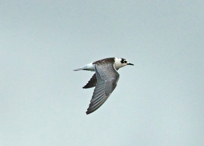 White-winged Black Tern