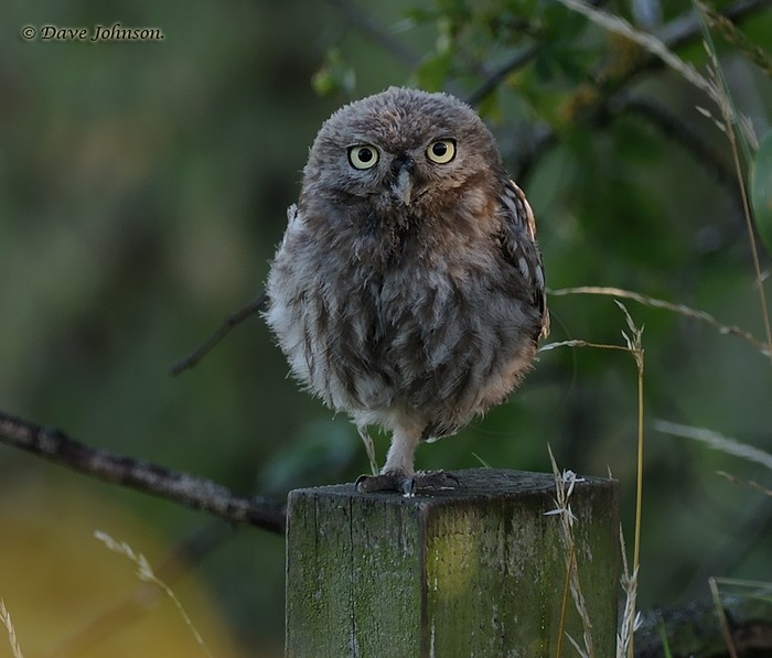 Little Owl