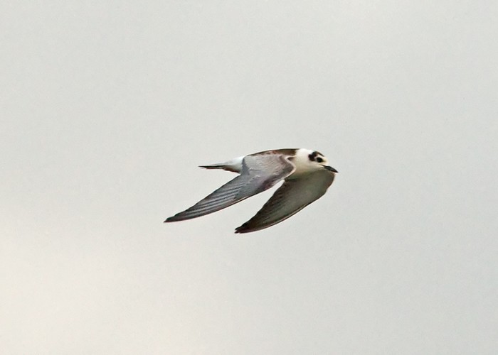 White-winged Black Tern