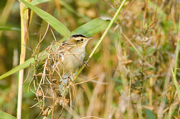 Aquatic Warbler