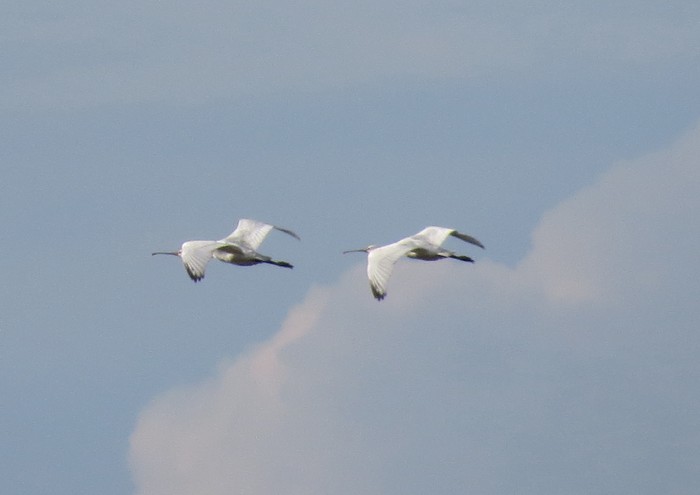 Spoonbill
