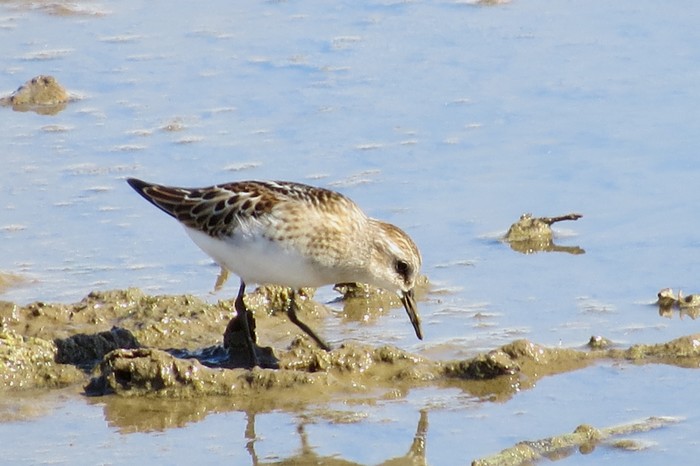 Little Stint