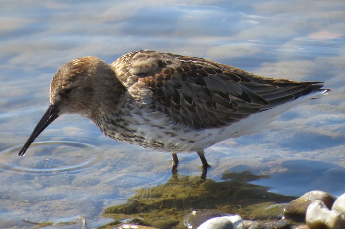 Dunlin