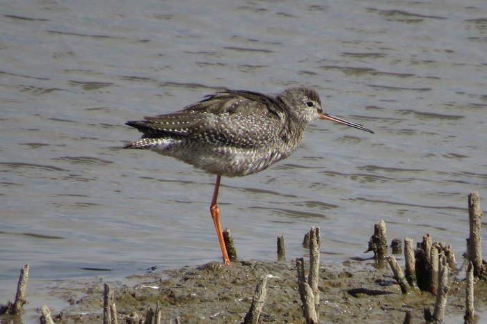 Spotted Redshank