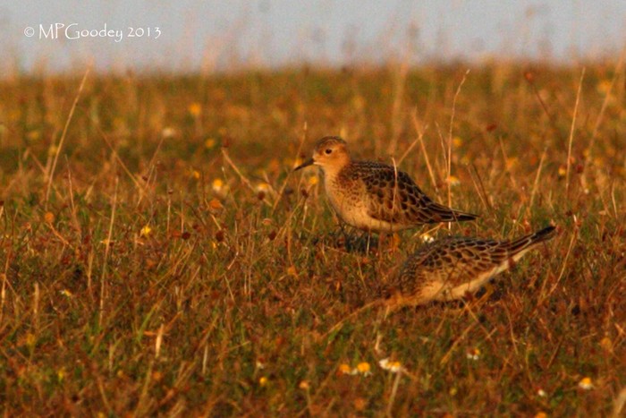 Buff-breasted Sandpiper