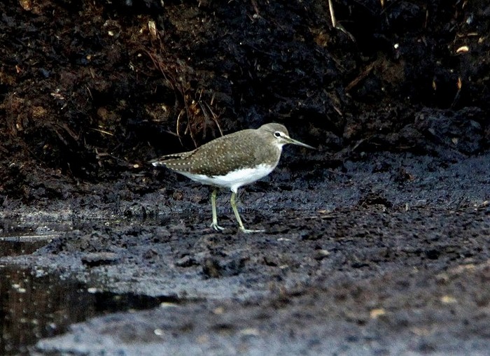 Green Sandpiper