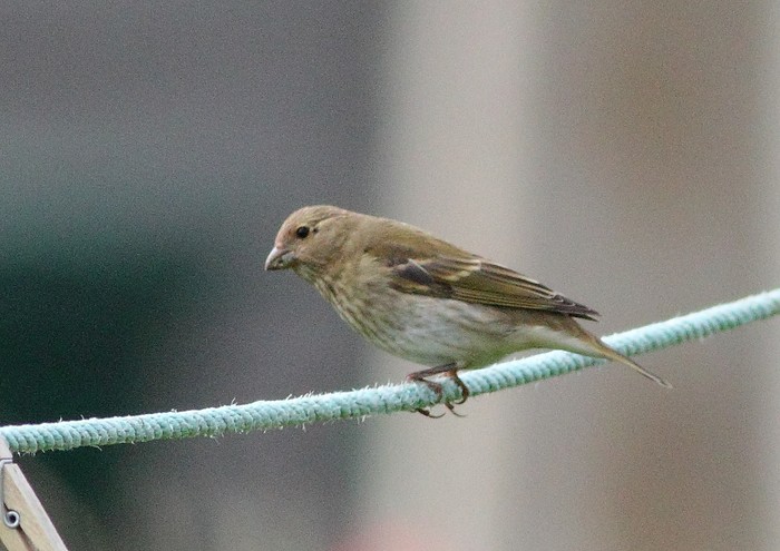 Common Rosefinch