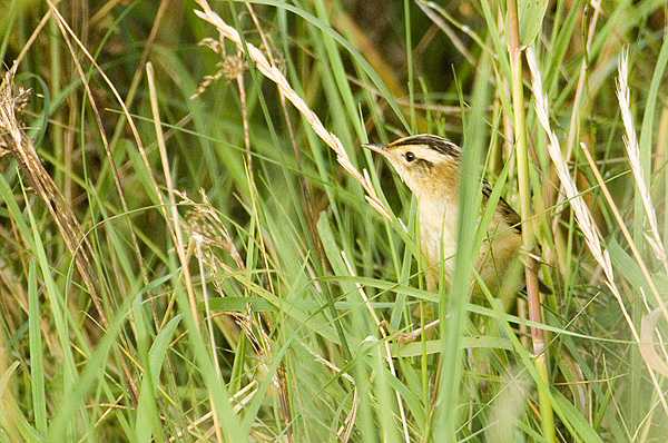 Aquatic Warbler
