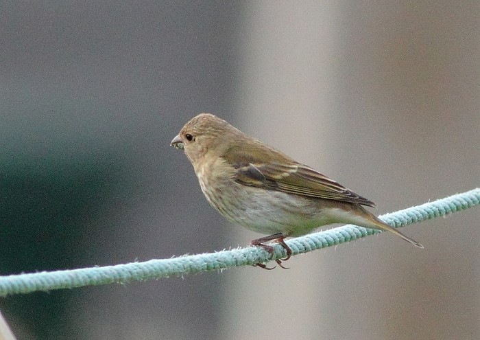 Common Rosefinch