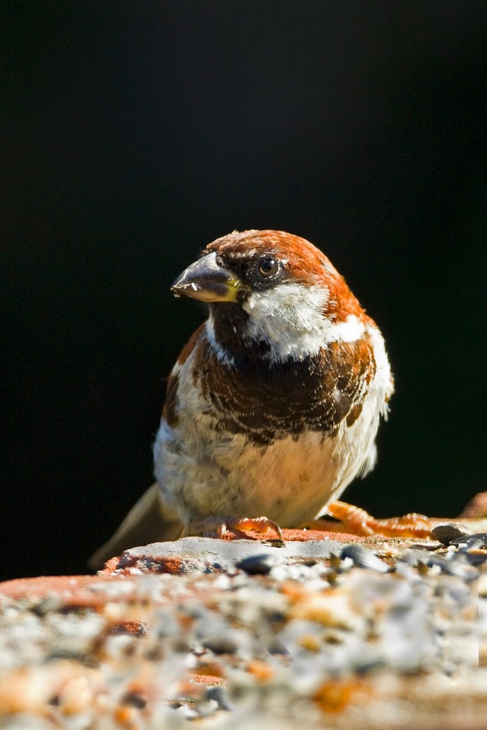 Italian Sparrow