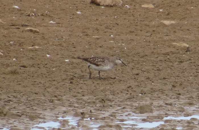 White-rumped Sandpiper