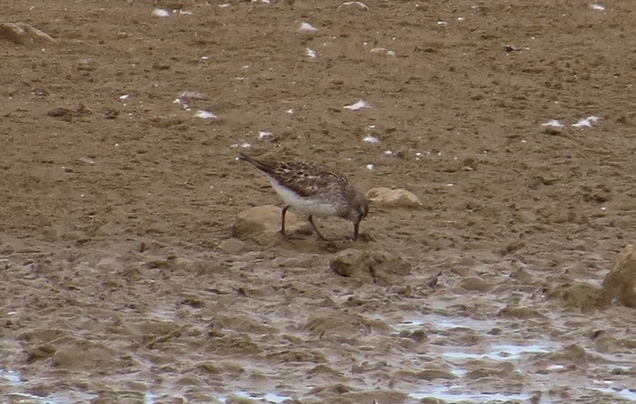 White-rumped Sandpiper