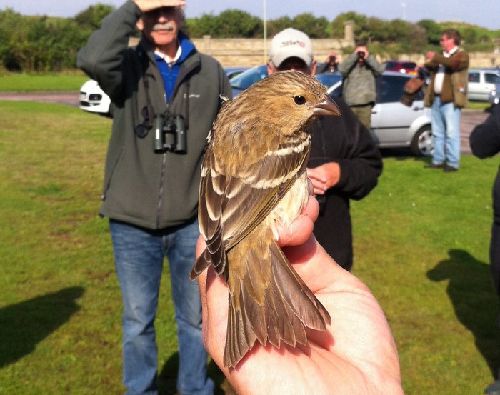 Common Rosefinch