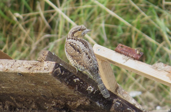 Wryneck