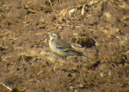 Citrine Wagtail