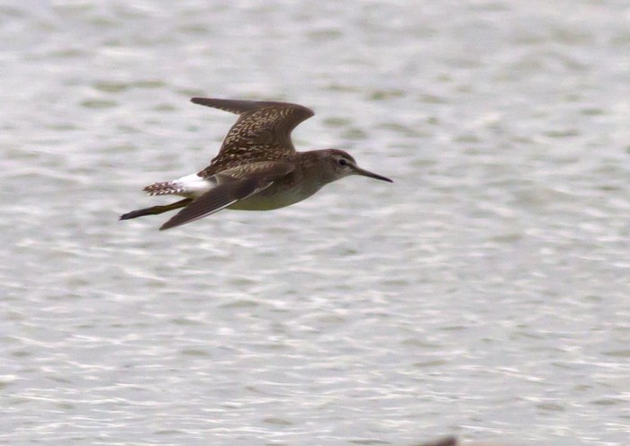 Wood Sandpiper