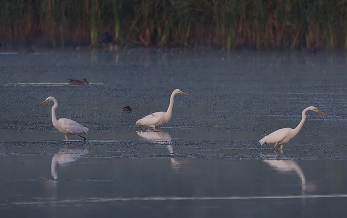 Great White Egret