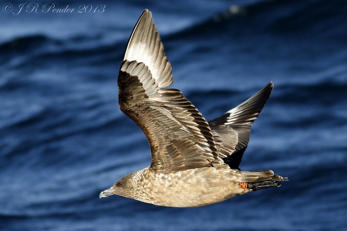 Great Skua