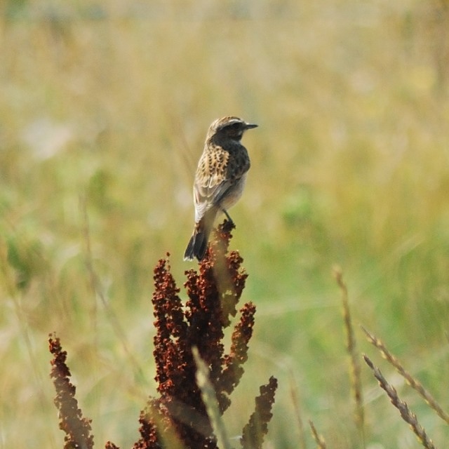 Whinchat