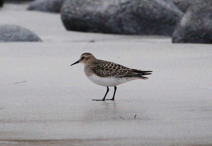 Baird's Sandpiper