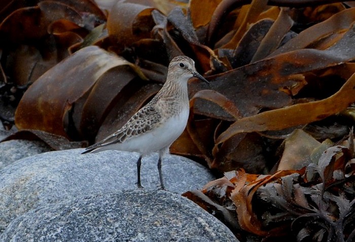 Baird's Sandpiper