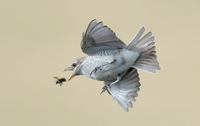 Red-backed Shrike