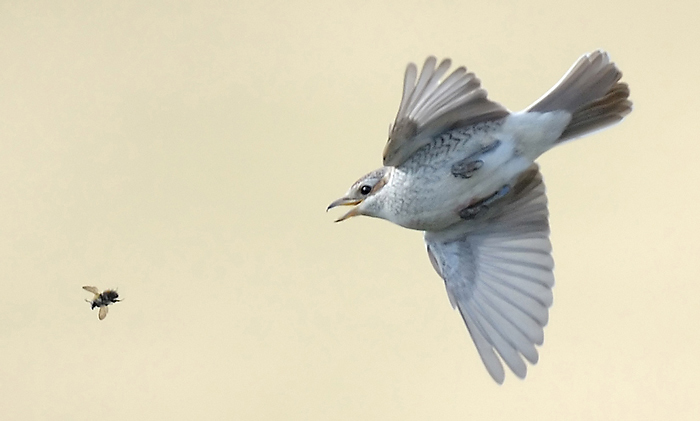 Red-backed Shrike
