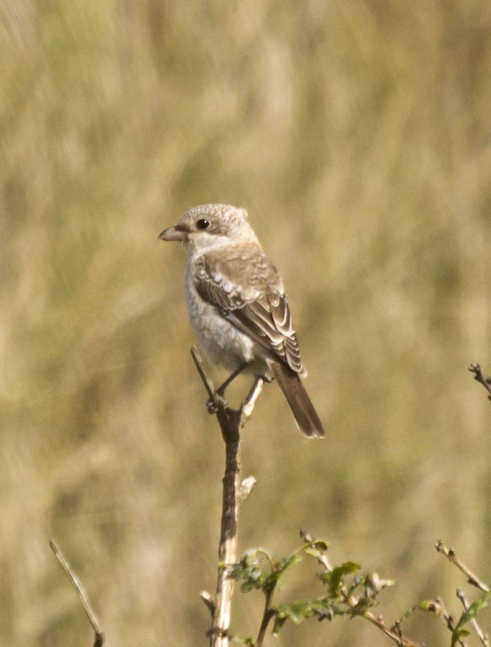 Woodchat Shrike