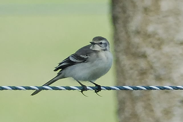 Citrine Wagtail
