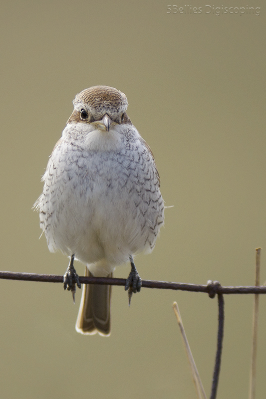 Red-backed Shrike