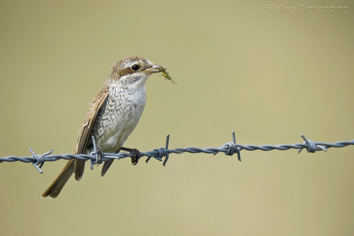 Red-backed Shrike