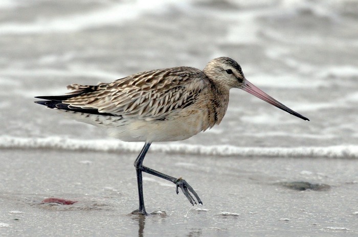 Bar-tailed Godwit
