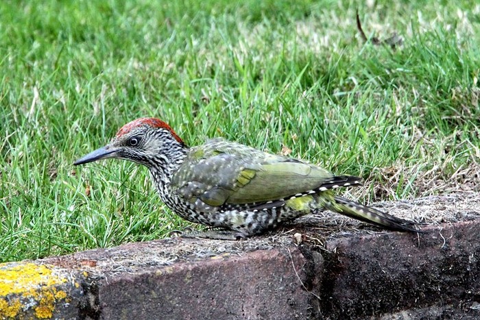 Green Woodpecker