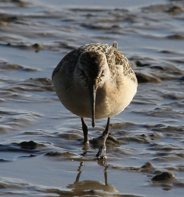 Curlew Sandpiper