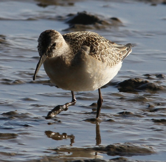 Curlew Sandpiper