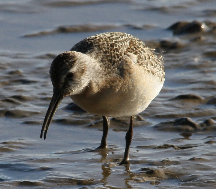 Curlew Sandpiper