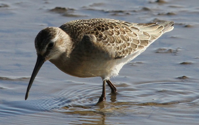 Curlew Sandpiper