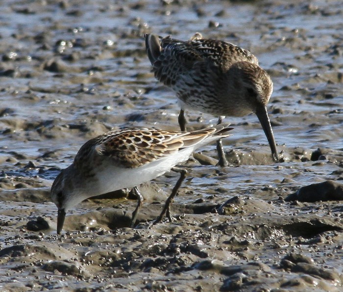 Little Stint