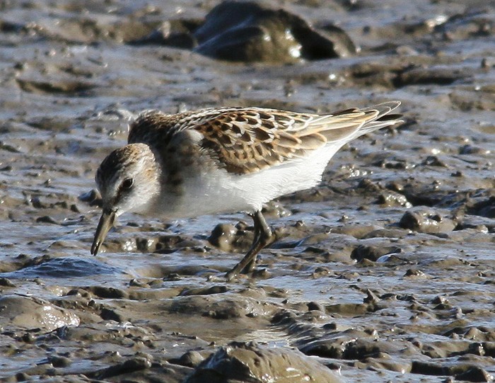 Little Stint