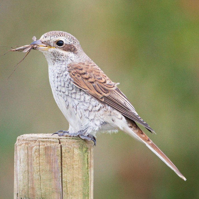 Red-backed Shrike